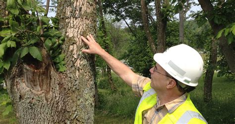Tree Risk Assessment Total Tree Services