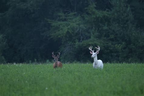 Whitetail Bucks Photograph By Brook Burling Fine Art America