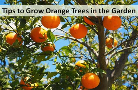 Tips To Grow Orange Trees In The Garden My Plant Warehouse Indoor