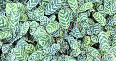 It's also a good idea to avoid direct light, as it will cause the leaves to fade. Prayer Plant | ASPCA