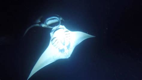 Giant Manta Ray Night Dive In Hawaii Youtube