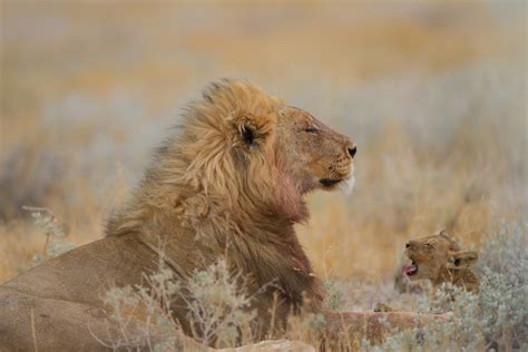 Buy Male Lion With Cub Wallpaper Free Shipping