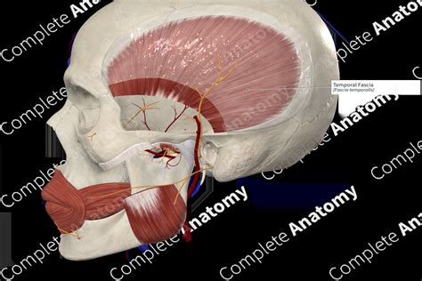 Temporal Fascia Complete Anatomy