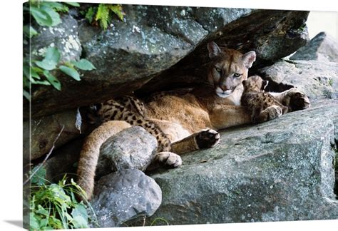 female cougar lying under rock overhang with cubs minnesota wall art canvas prints framed