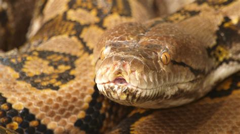 Guinness World Records Longest Snake In Captivity