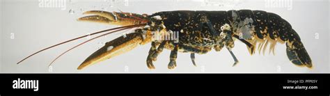 European Lobster Homarus Gammarus Side View Stock Photo Alamy