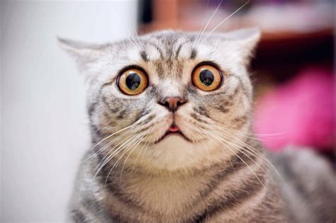 Young Crazy Surprised Cat Make Big Eyes Closeup American Shorthair
