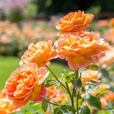 David Austin Lady Of Shalott Ausnyson English Shrub Rose