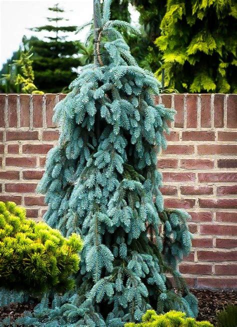 The Blues Weeping Colorado Spruce Types Of Evergreen