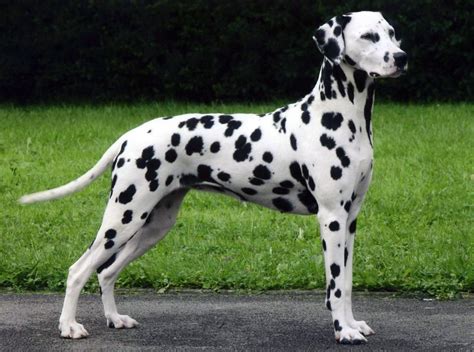 German Shorthaired Pointer Vs Dalmatian Breed Comparison