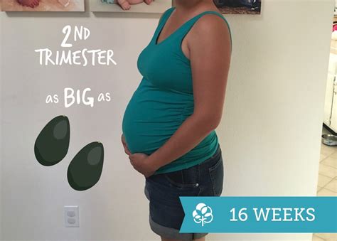 First Baby 16 Weeks Pregnant Belly Pregnantbelly