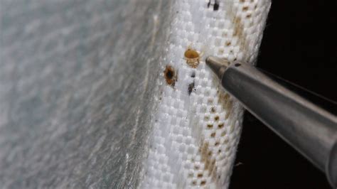 How To Inspect And Look For Bed Bugs Mississauga Pest Control
