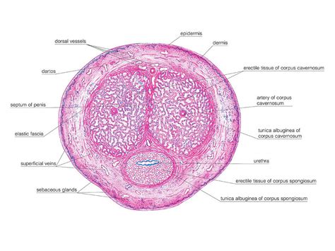 Male Genital System 2 Photograph By Asklepios Medical Atlas Pixels