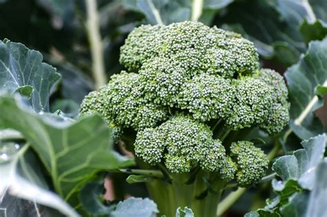 Pflanz Und Pflege Tipps Für Brokkoli Im Garten Myhomebook