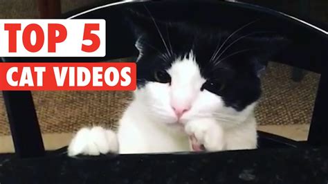 Top 5 Funny Cats Compilation Feb 26 2016 Youtube