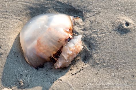 Cannonball Jellyfish On The Beach William Wise Photography