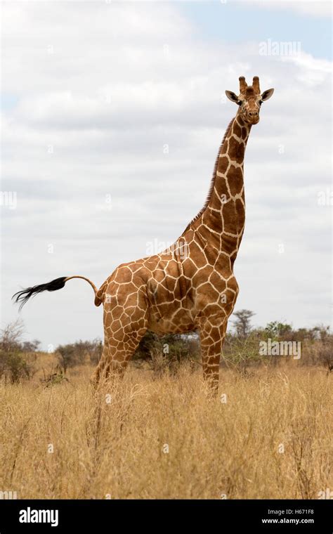 One Recticulated Or Somali Giraffe Meru National Park Kenya Stock Photo