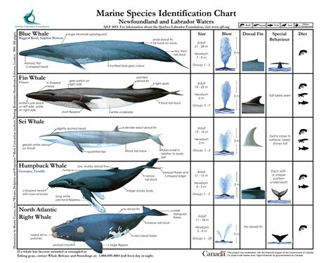 Marine Species Identification Chart Animal Kingdom Pinterest