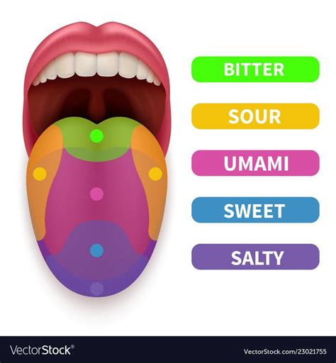 Realistic Tongue With Basic Taste Areas Tasting Map In Human Mouth