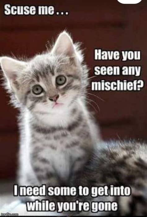 Image Tagged In Cute Kittens Imgflip