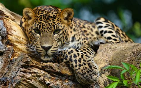 We did not find results for: jaguars animals Wallpapers HD / Desktop and Mobile Backgrounds