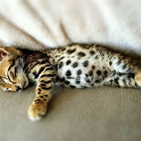 Cute Cat Is Sleeping In His Bed Katzen Bengal Kätzchen Baby Katzen