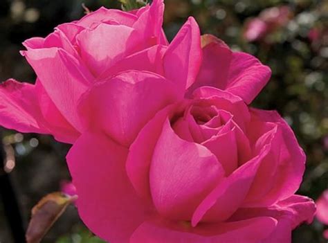 Hybrid Tea Miss All American Beauty Rose Hybrid Tea Roses