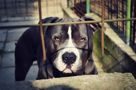 What Were Pit Bulls Bred For The History Of Pit Bull Roles