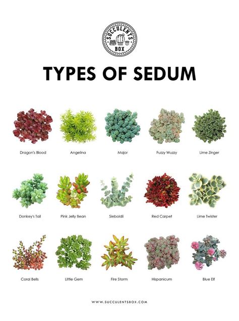 Free Printable 11 Succulent Collections Plants Types Of Succulents