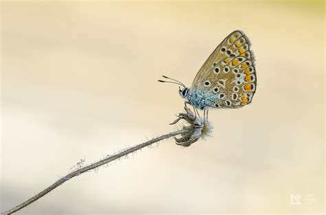 Polyommatus Icarus Common Blue Via 500px Photo3 Ľubomír