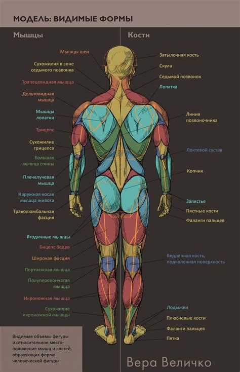 Anatomy Of A Male Figure Художественная анатомия Медицинская