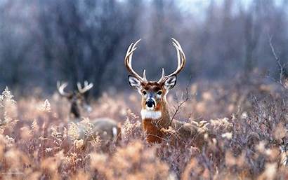 Deer Whitetail Desktop Tailed Background Backgrounds 1080p