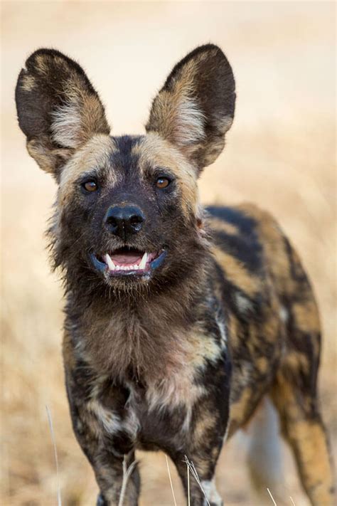 African Animal Facts Interesting Facts About Wild Dogs
