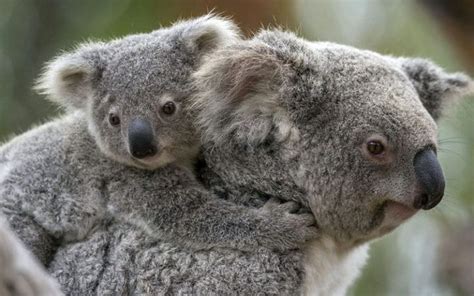 Koala Bear With Baby Baby Koala Baby Animals Cuddly Animals