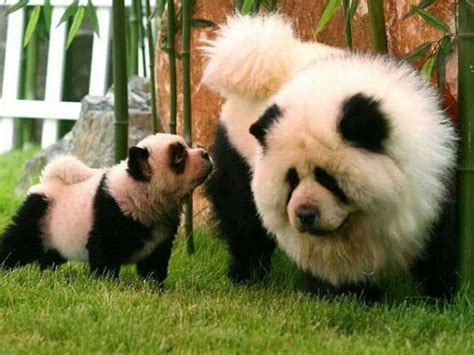 Los Pandogs O Perros Panda Hacen Furor En El Mundo De Las Mascotas