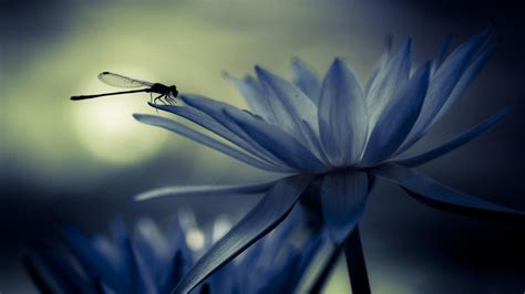 Dragonfly Wallpapers Top Free Dragonfly Backgrounds Wallpaperaccess