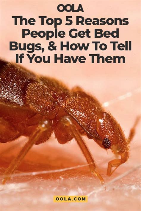 the top 5 reasons people get bed bugs and how to tell if you have them rid of bed bugs bed