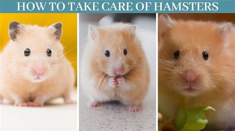 How To Take Care Of Hamsters How To Take Care Of Hamsters As Pets