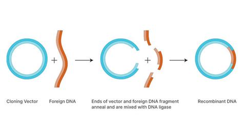 Dna Cloning Unlocking Genetic Potential Danaher Life Sciences