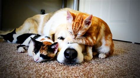 Cute Cat And Dog Images Cats Blog