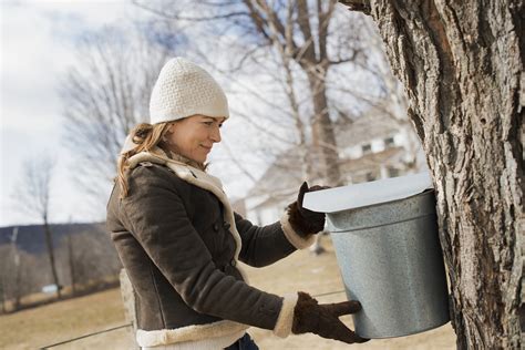How To Tap A Maple Tree Blains Farm And Fleet Blog