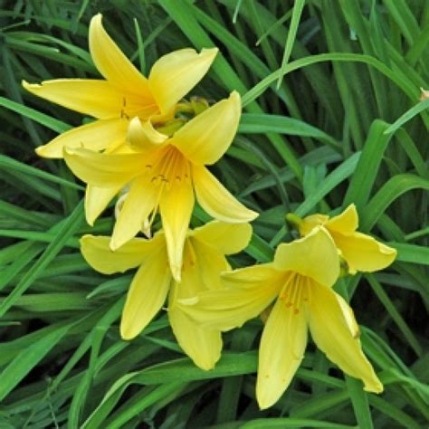 Buy Daylily Bulbs Hemerocallis Yellow 3 Bulbs Online At Best Price