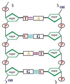 The backbone of dna is based on a repeated pattern of a sugar group and a phosphate group. Diagram Of Backbone / OUCS Backbone Network Naming and ...