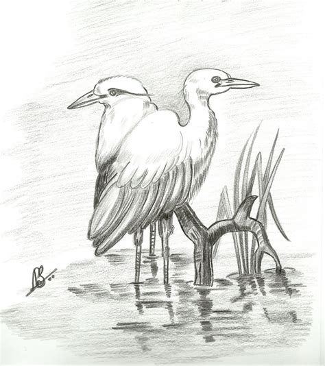 Easy pencil sketches of birds pictures easy pencil drawings birds. VarnaVismayam.: Few Pencil Drawings of Birds..