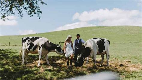 Waikato Dairy Farmers Reduce Herd Numbers Increase Overall Production