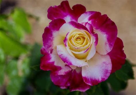 Pink And White Rose Stock Image Image Of Beautiful 125971135