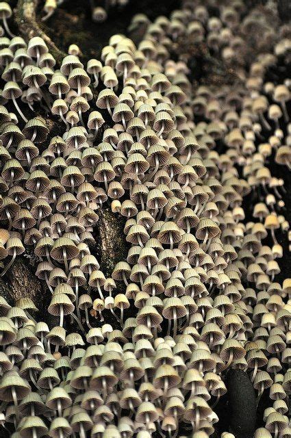Wow Bükk Mountains Hungary Mushroom Metropolis Coprinus