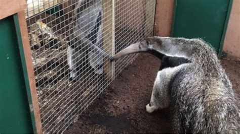 Dudley Zoo Welcomes Latest Arrival Bubbles The Anteater Itv News