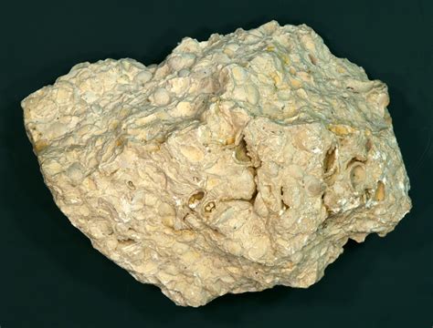 Filebrachiopoda Limestone Hg