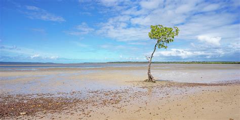 single mangrove poona beach great sandy strait queensland photograph by sheryl caston fine